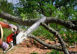 Best Root Management and Removal  in Shelburne Falls, MA