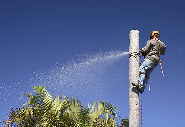 Tree and Shrub Care in Shelburne Falls, MA