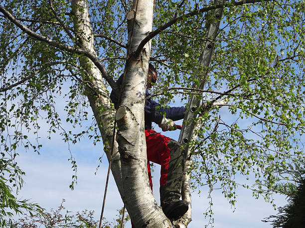 Professional Tree Services in Shelburne Falls, MA